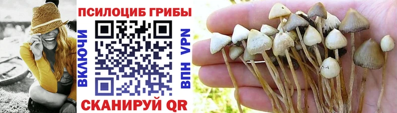Псилоцибиновые грибы Cubensis  Нижнекамск 